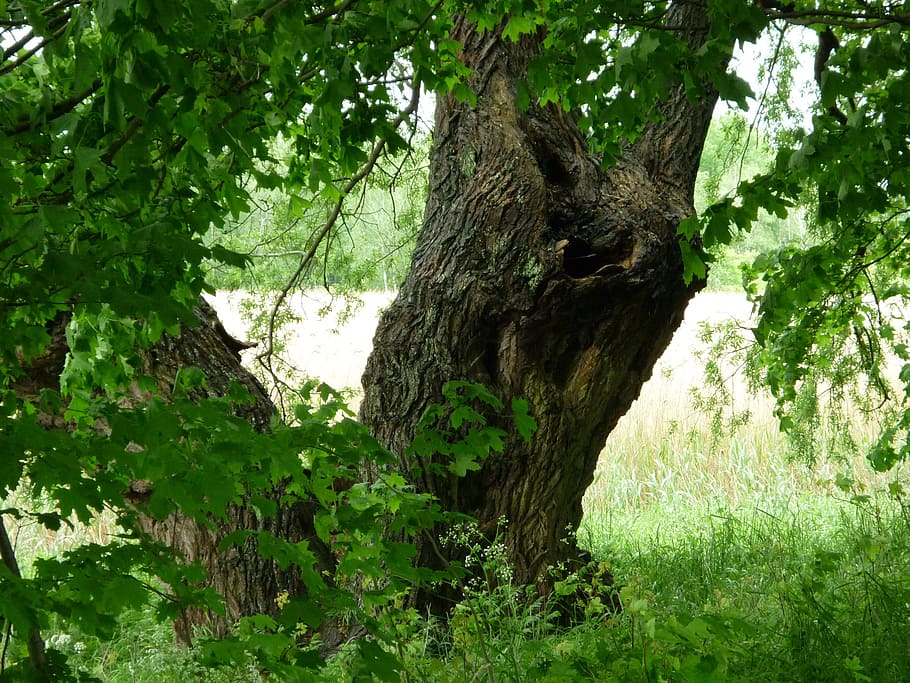 tree, old tree, green tree, nature, log, plant, growth, green color HD wallpaper