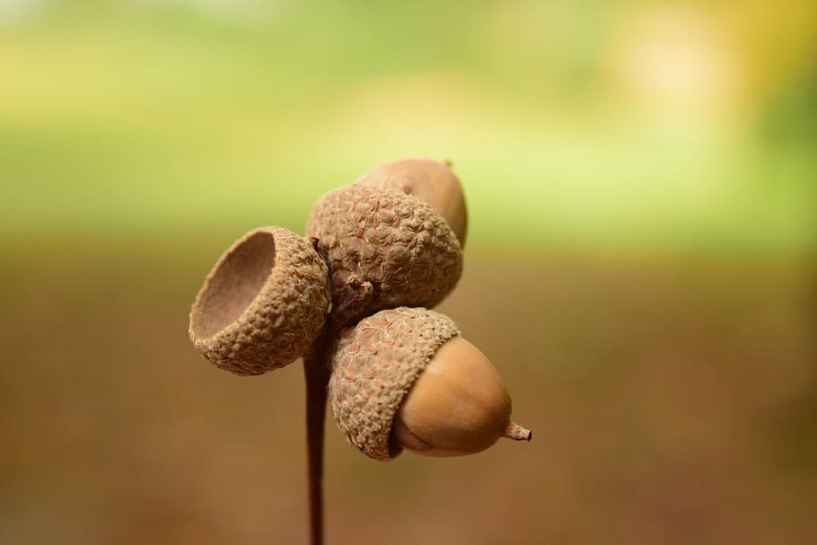 shallow focus lens photography of acorns, close, background HD wallpaper