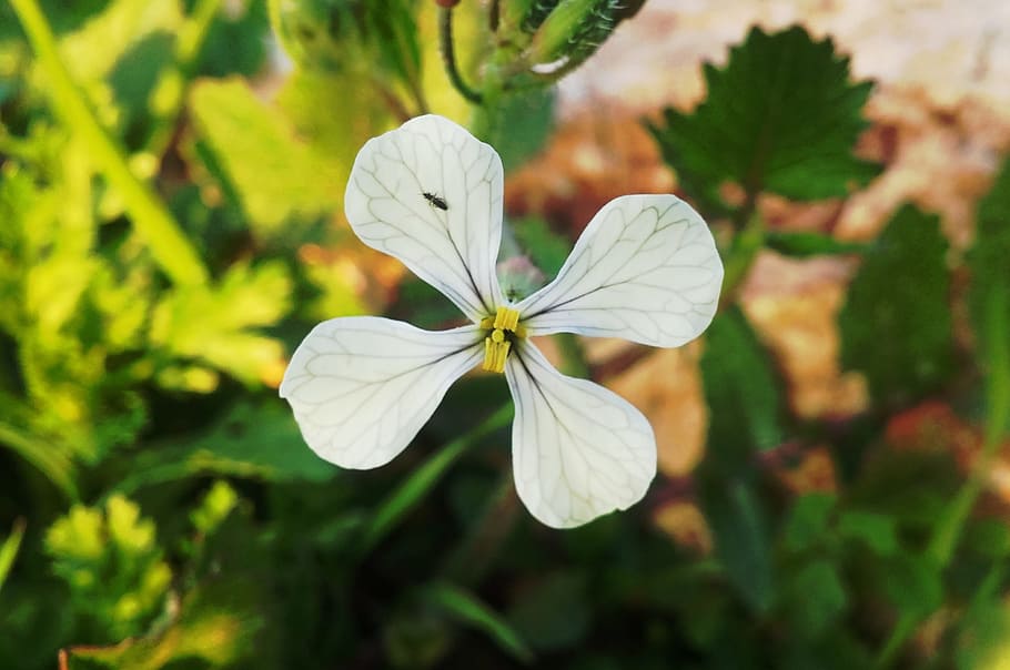 nature, flower, green, spring, natural, flowering plant, fragility HD wallpaper