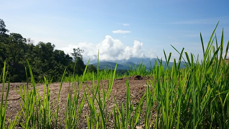 landscape, grass, clouds, nature, natural, blue, environment HD wallpaper