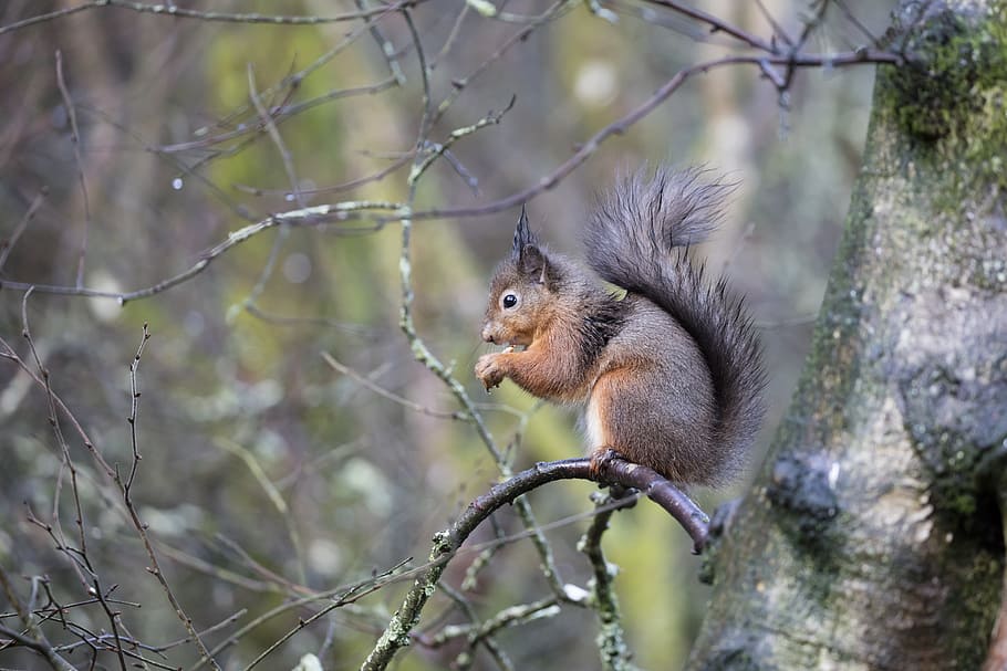 brown squirrel on tree, wildlife, animal, sciurus, vulgaris HD wallpaper
