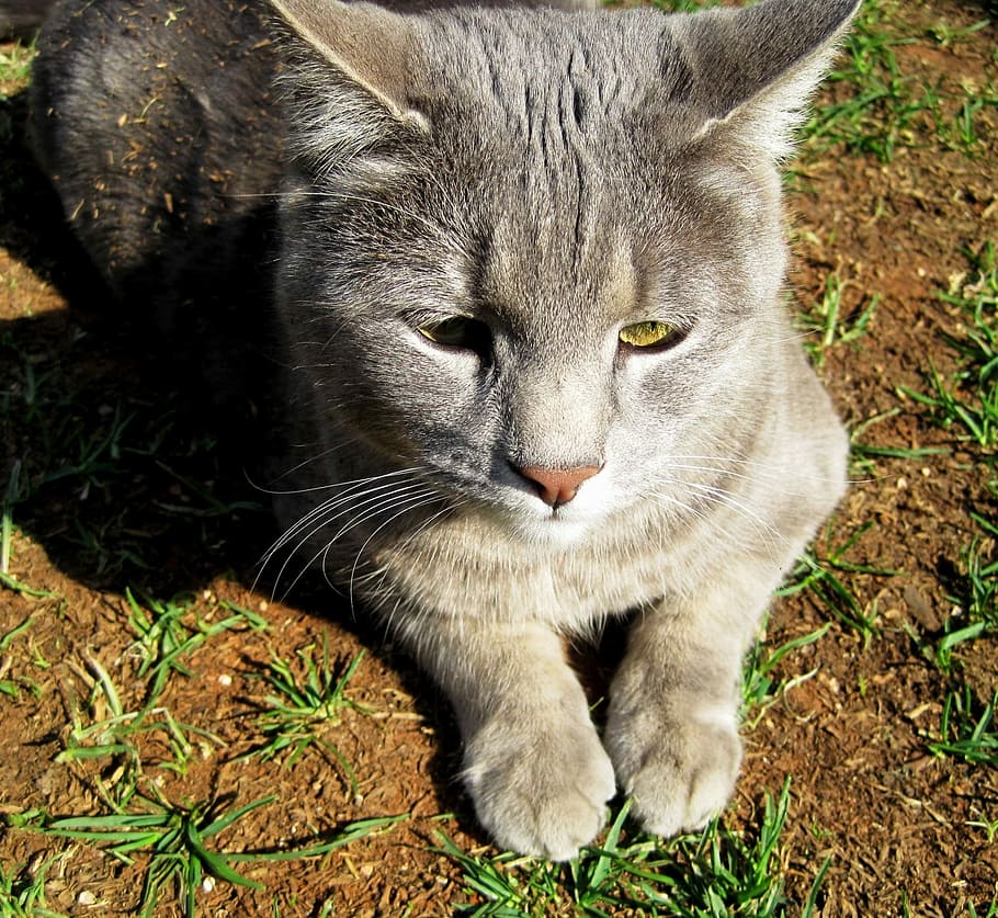 Cat, Shy, Undisturbed, Eyes, young, grey, yellow, furry, one animal HD wallpaper