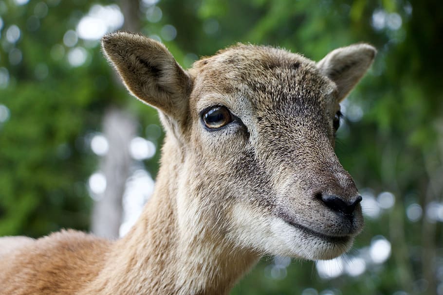 nature, animals, geiss, mammal, one animal, animal wildlife HD wallpaper