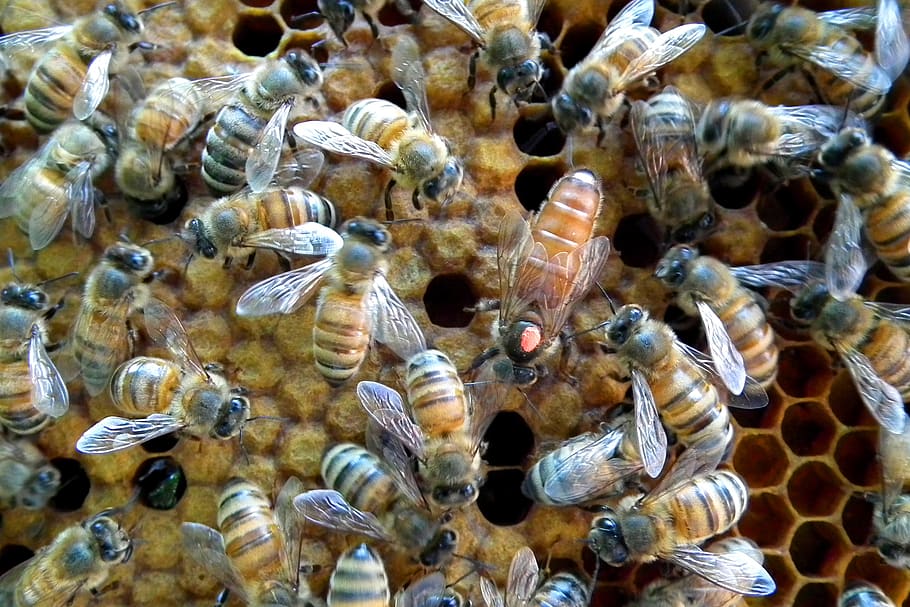 marked queen, honey bee, hive, animal wildlife, animal themes