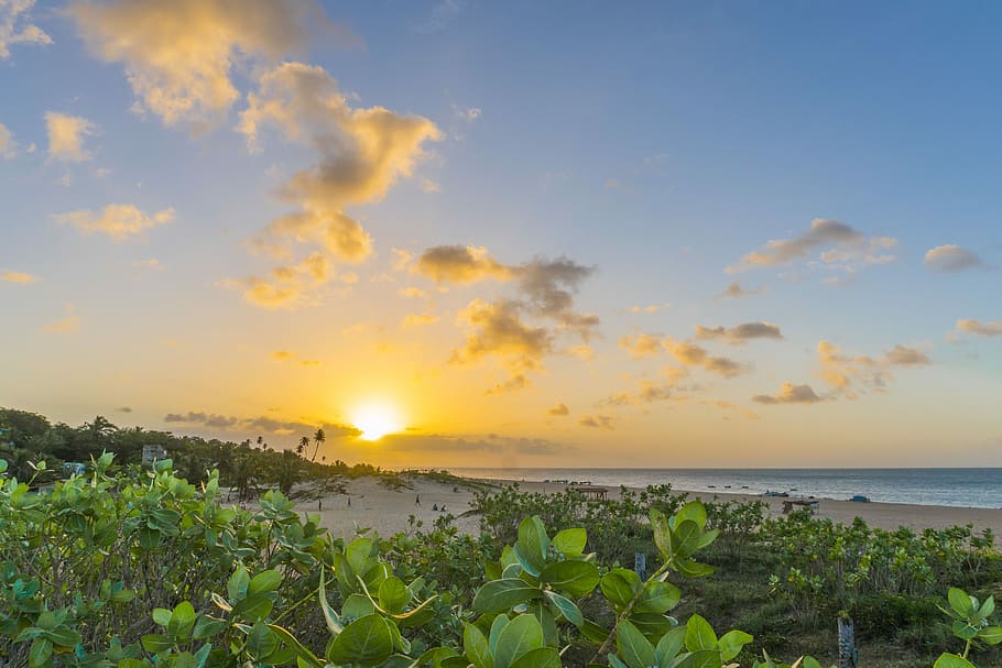 Golden moment, landscape photography of plants near sea at sunrise HD wallpaper