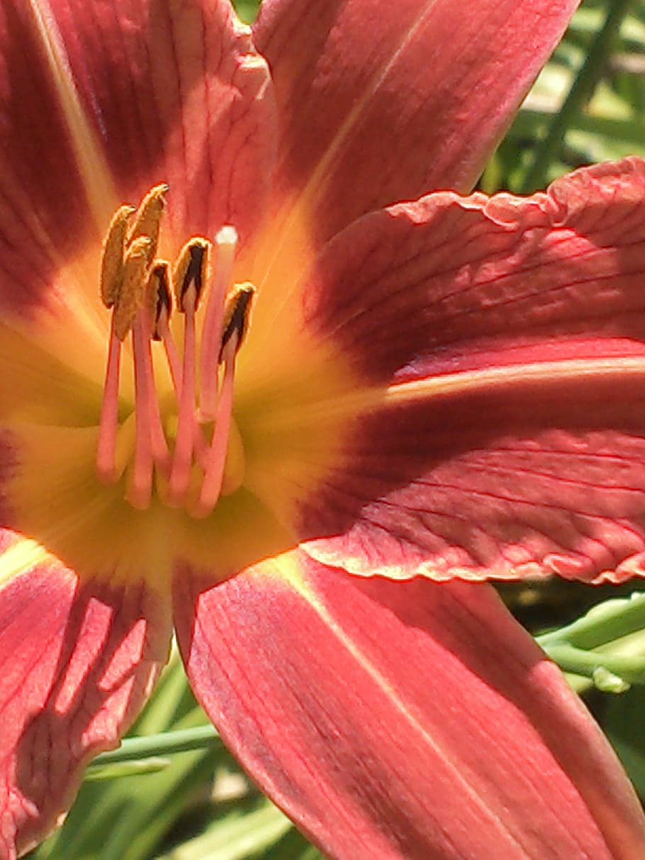 blossom, bloom, flower, close, plant, red, flowering plant HD wallpaper