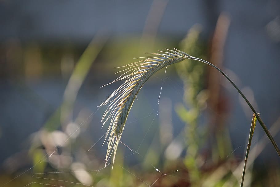 Rye, Ear, Grass, Cereals, Grain, Plant, nourishing rye, growth HD wallpaper