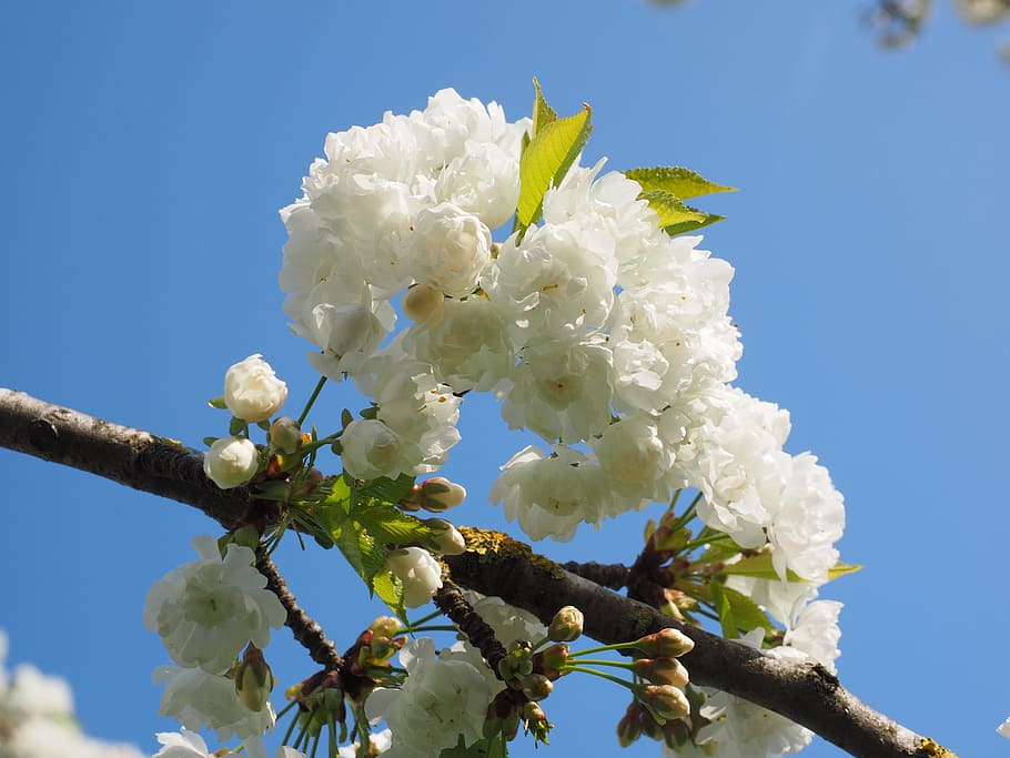 cherry blossom, white, spring, bloom, white blossom, tree, blossom branches HD wallpaper