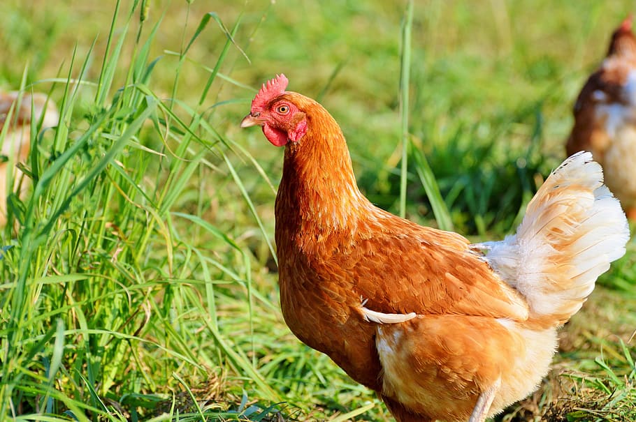 chicken, hen, poultry, range, livestock, farm, bird, chickens HD wallpaper