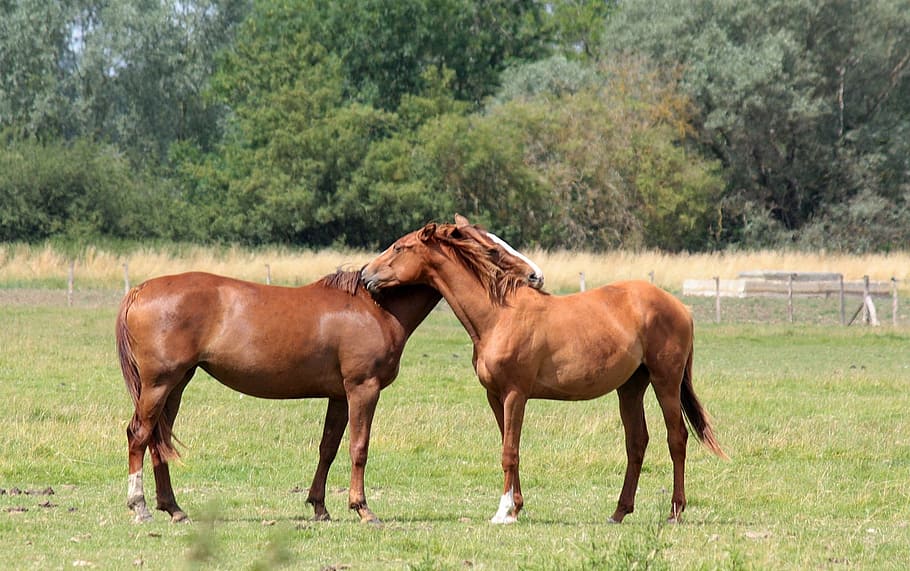 two brown horse standing on grass field at daytime, horses HD wallpaper
