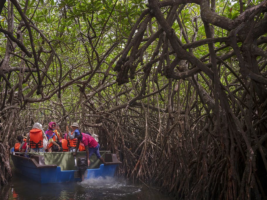 mangrove, sri lanka, forest, nature, tropical, plant, green, HD wallpaper