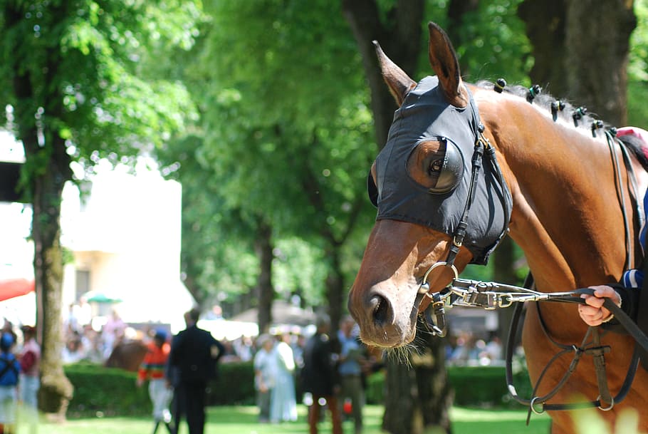 race, horses, racecourse, domestic animals, animal wildlife HD wallpaper