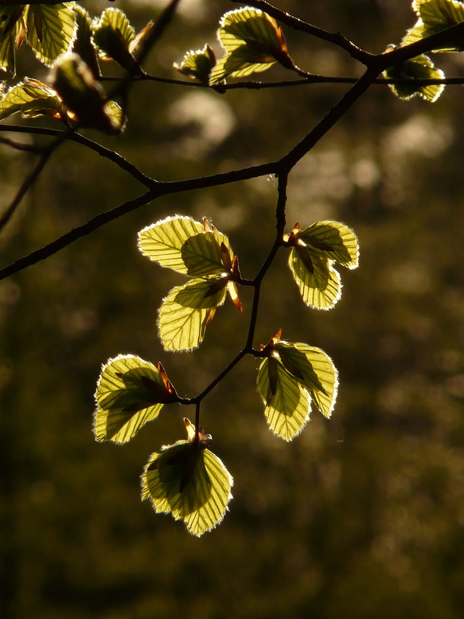 beech, beech leaves, fagus sylvatica, branch, light, back light HD wallpaper