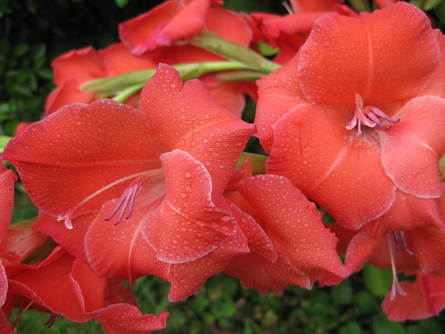 red gladiolus, gladioli, floral, plant, natural, blossom, bloom, HD wallpaper