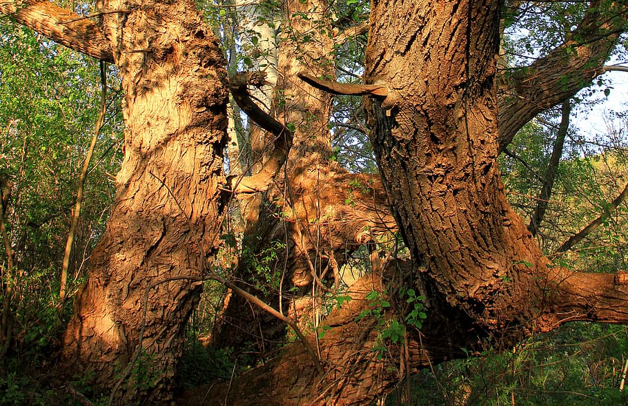 bark, close-up, moss, old, trees, willow, wrinkled, nature HD wallpaper