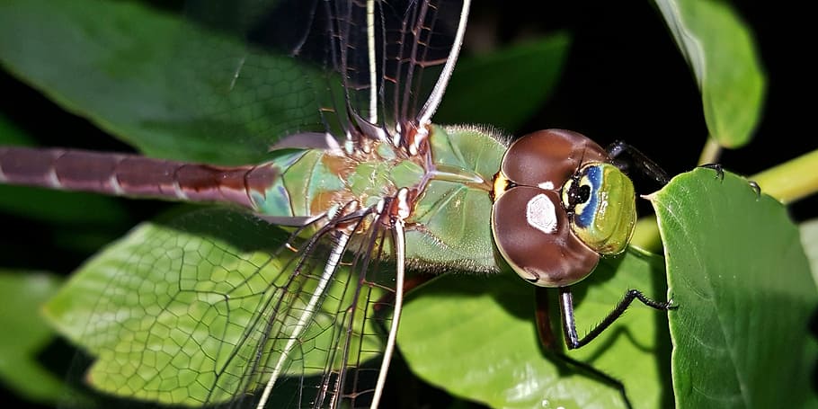 dragonfly, insect, winged insect, flying insect, wings, close up HD wallpaper