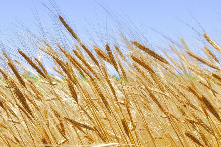 brown wheat field du ring daytime, einkorn, cereals, grain HD wallpaper