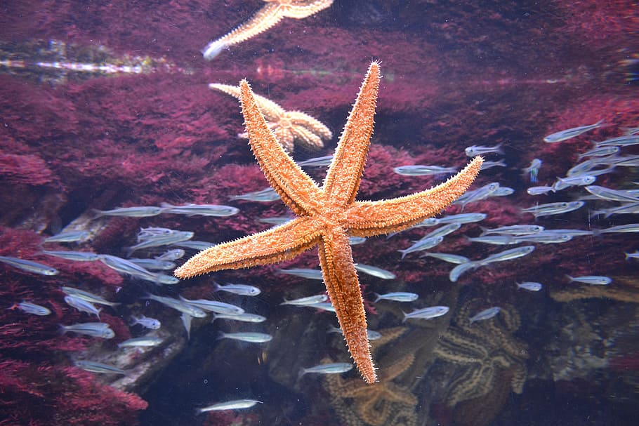 sea, shell, seafood, crustaceans, blue, sand, sea star, ocean HD wallpaper