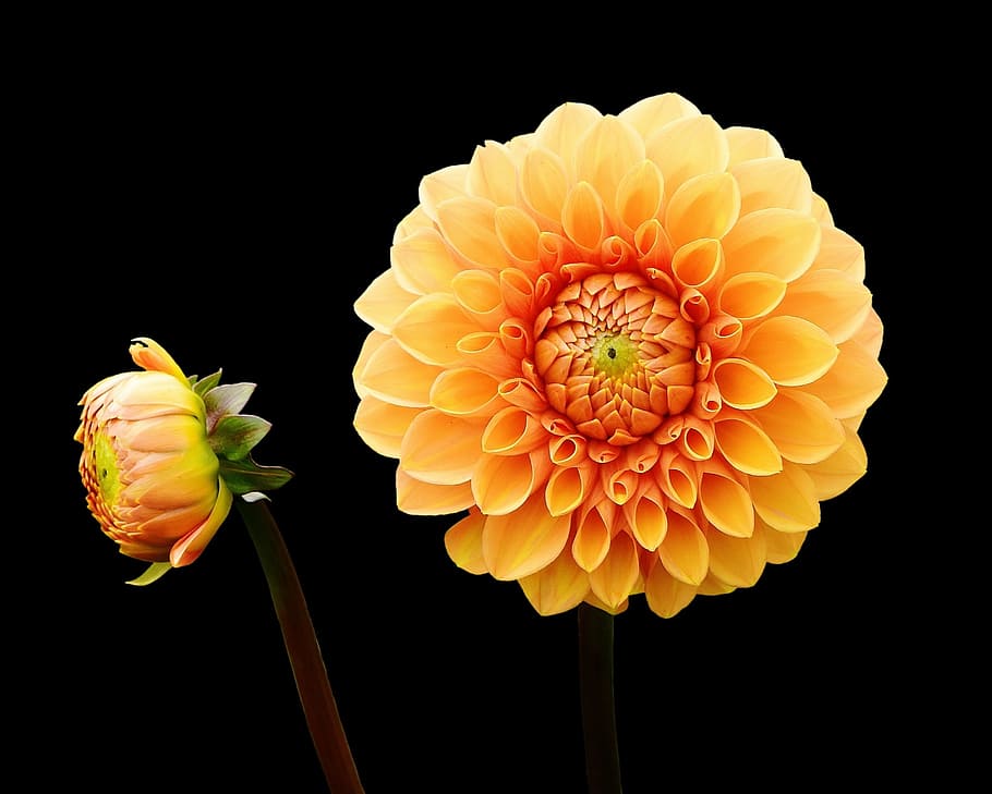 macro photography of yellow and orange flower, dahlia, dahlias, HD wallpaper