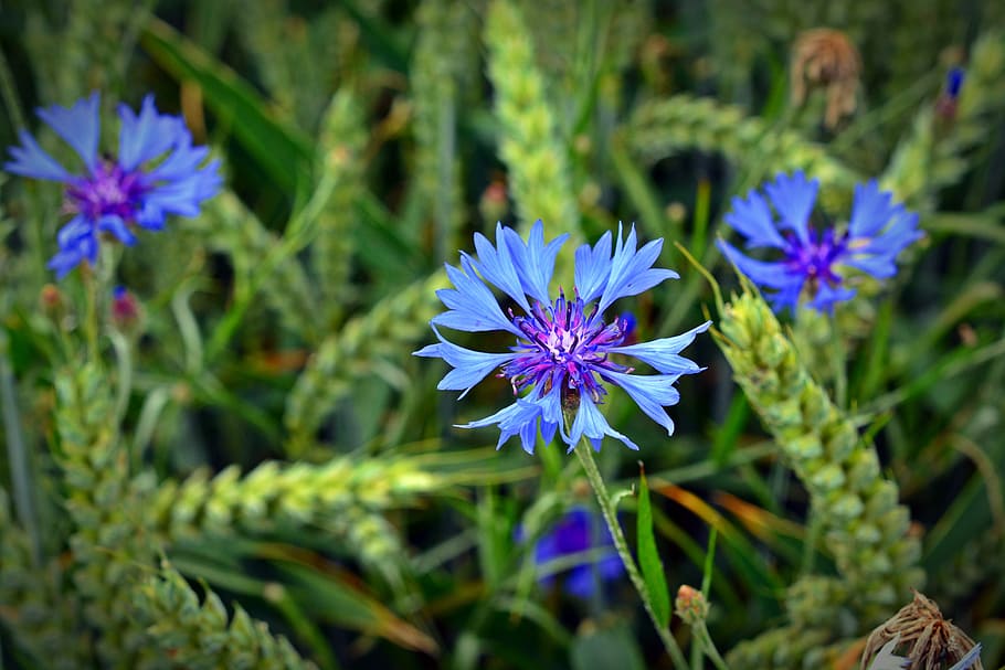 cornflower, blossom, bloom, close, grain, blue, cereals, summer HD wallpaper