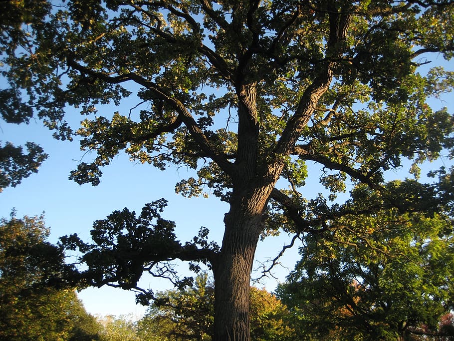 oak, tree, park, nature, landscape, outdoor, plant, low angle view HD wallpaper