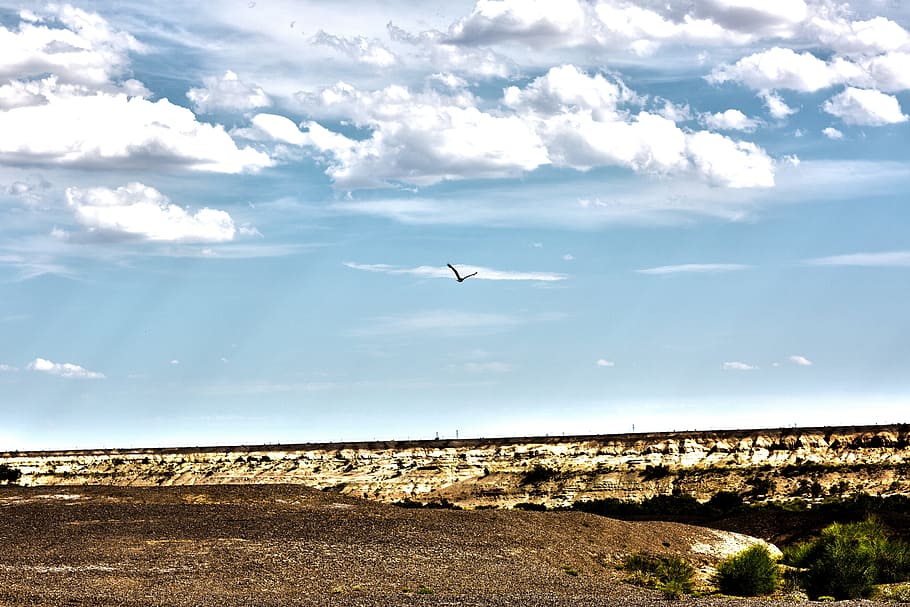 sky, cloud, eagle, in xinjiang, cloud - sky, flying, vertebrate HD wallpaper