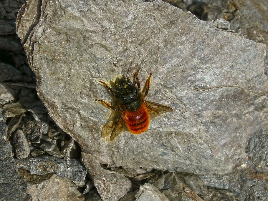 orange bee, wasp, rock, animal themes, invertebrate, insect HD wallpaper