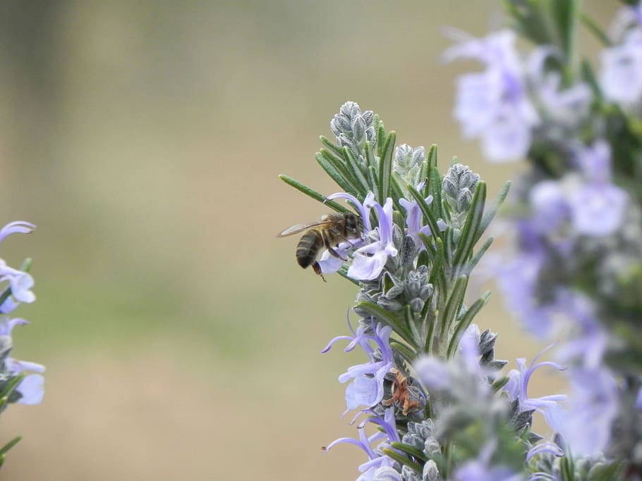 flower, plant, nature, summer, outdoors, bee, rosemary, flowering plant, HD wallpaper