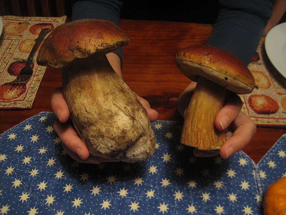mushrooms, boletus, porcini, human hand, human body part, real people