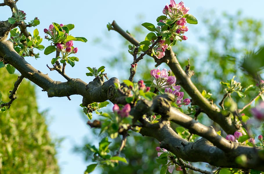 purple petaled flower, tree, nature, growth, bud, apple blossom HD wallpaper