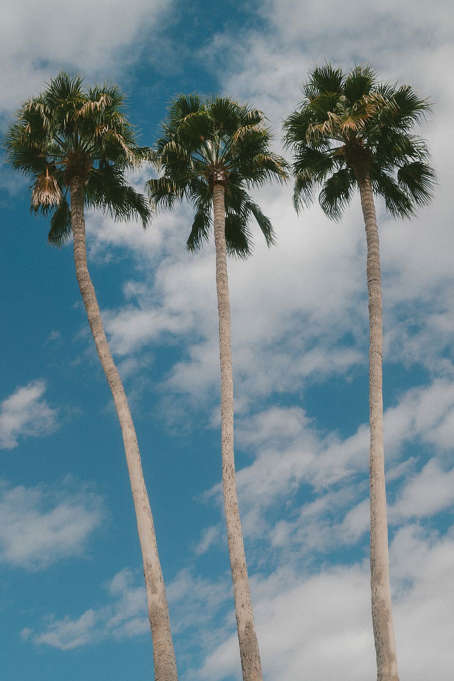 three palm trees, low angle photo of green palm trees under white clouds during daytimes HD wallpaper