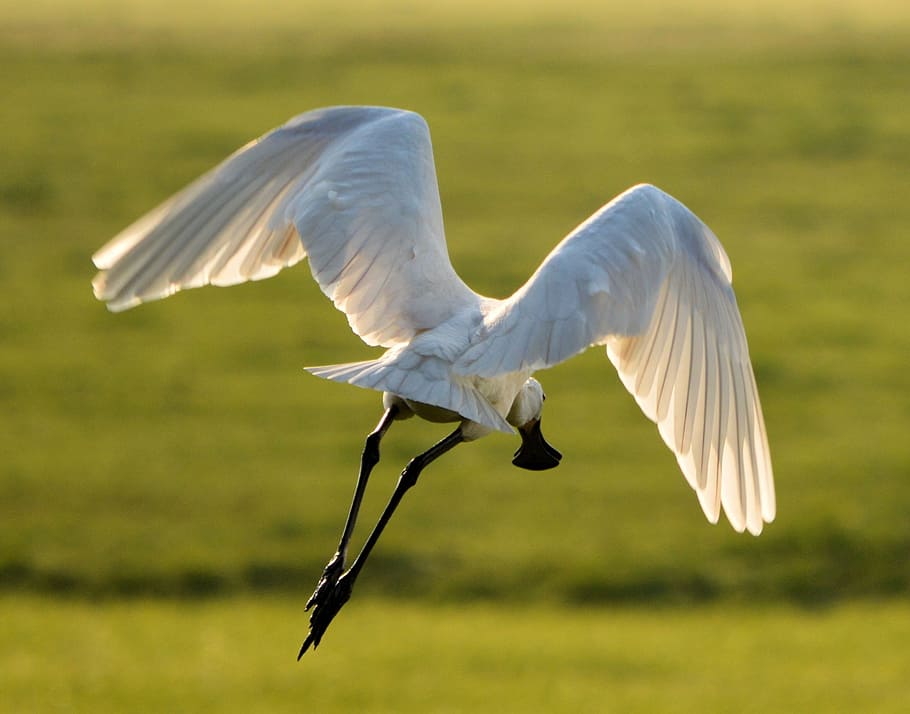 spoonbill, water, white, nature, animal, series, spring, young HD wallpaper