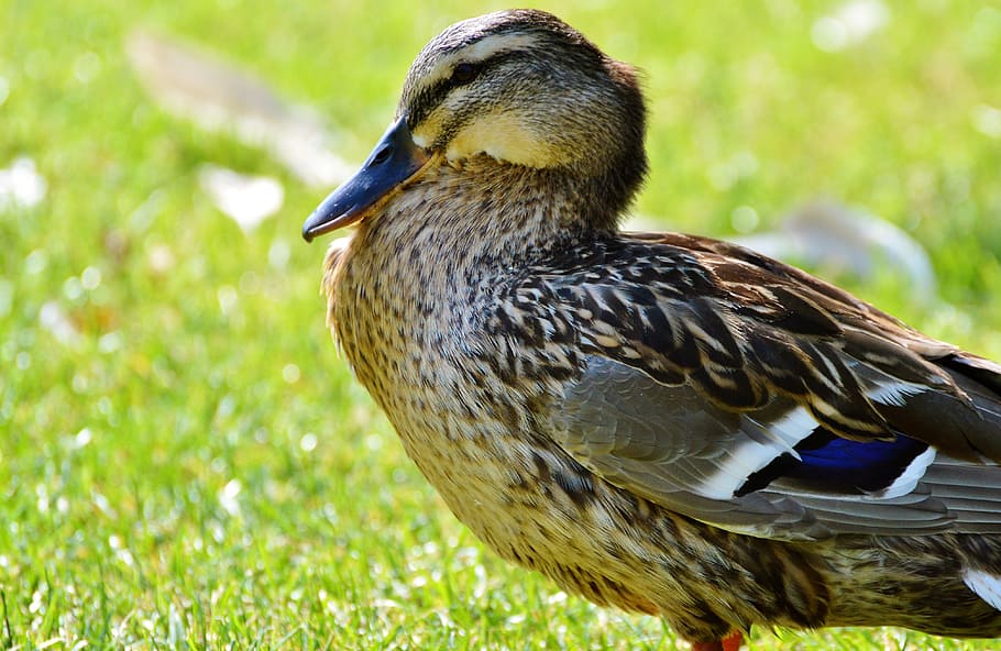 ducks, waterfowl, mallard, bird, poultry, animal, drake, duck bird HD wallpaper