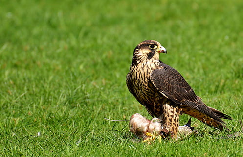 beige and black hawk standing on green grass, falcon, bird HD wallpaper