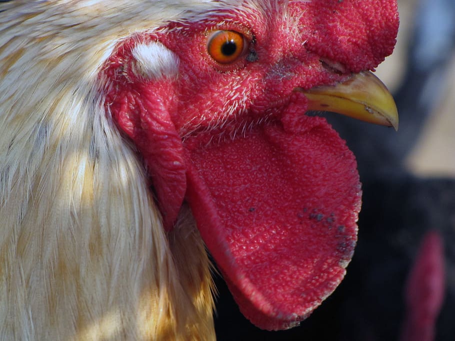 hen, bird, poultry, animal themes, livestock, one animal, domestic animals HD wallpaper