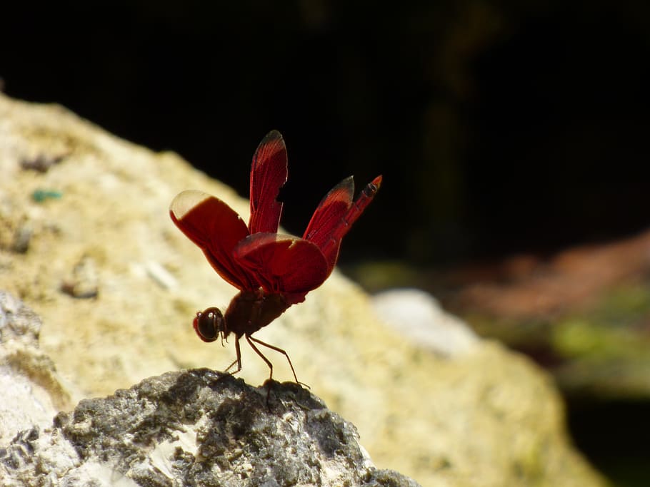 dragonfly, red, rock, resting, solid, animal themes, rock - object HD wallpaper
