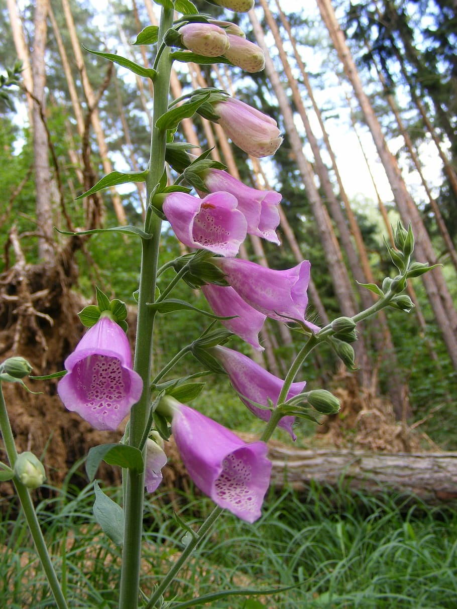 flower, forest, forest flower, summer, plant, flowering plant HD wallpaper