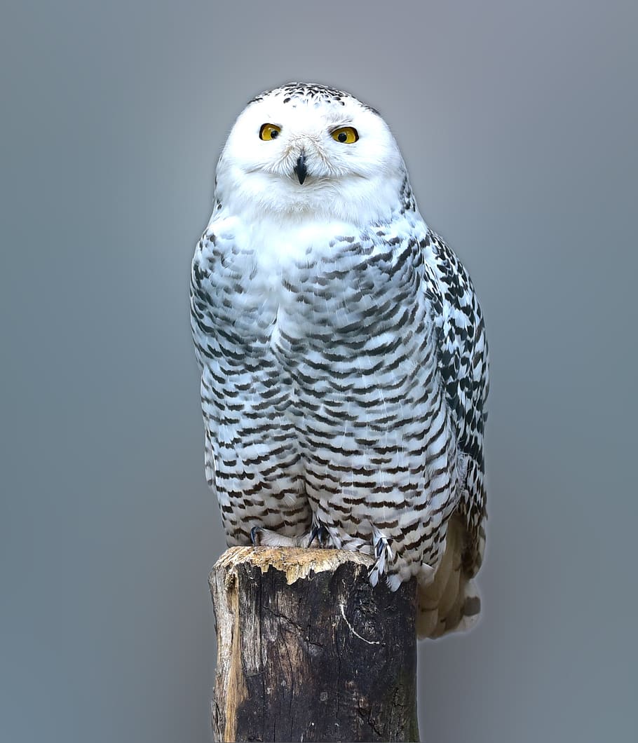 white and brown owl on wood log, snow owl, barn owl, eyes, bird