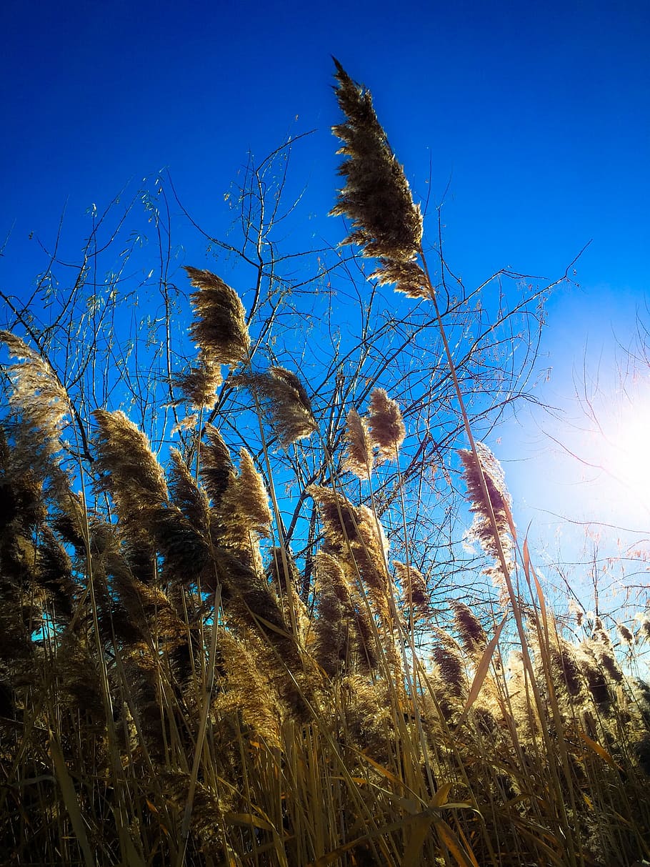 grasses, spikes, sunset, winter, nature, sky, blue, outdoors HD wallpaper