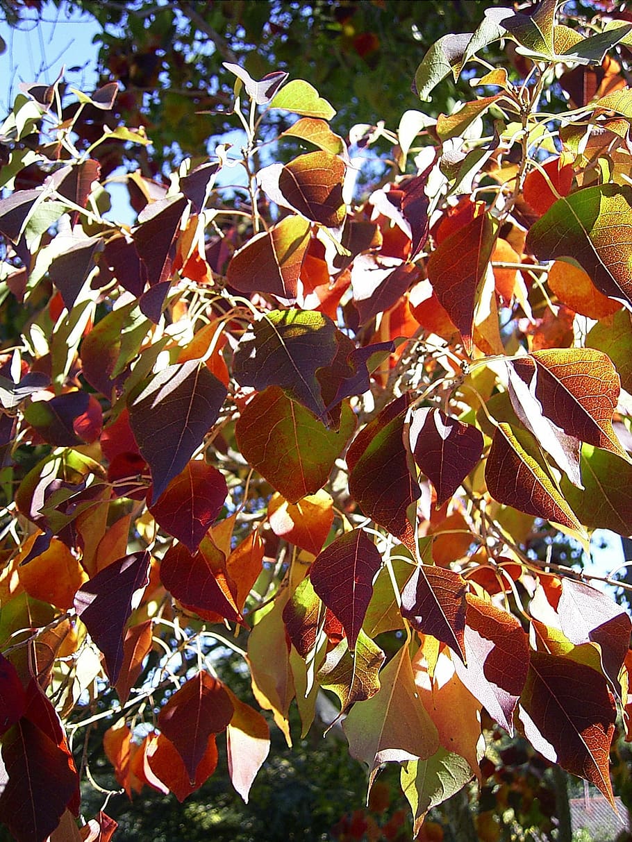 leaf, leaves, tree, season, autumn, fall, seasons, branch, branches HD wallpaper