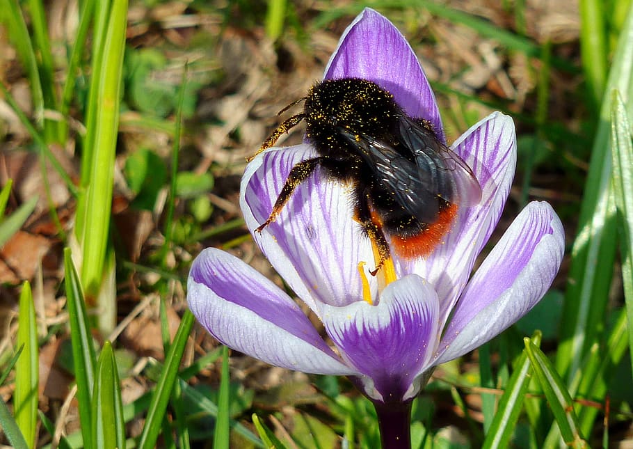 hummel, insect, blossom, bloom, nature, purple, macro, flowers HD wallpaper