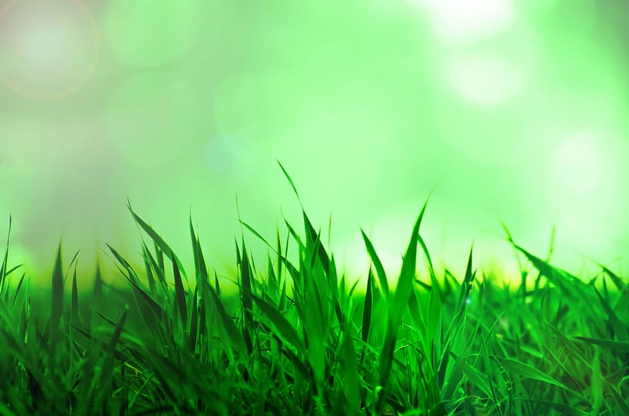 green grass, background, nature, natural, sun, sunshine, seasons HD wallpaper