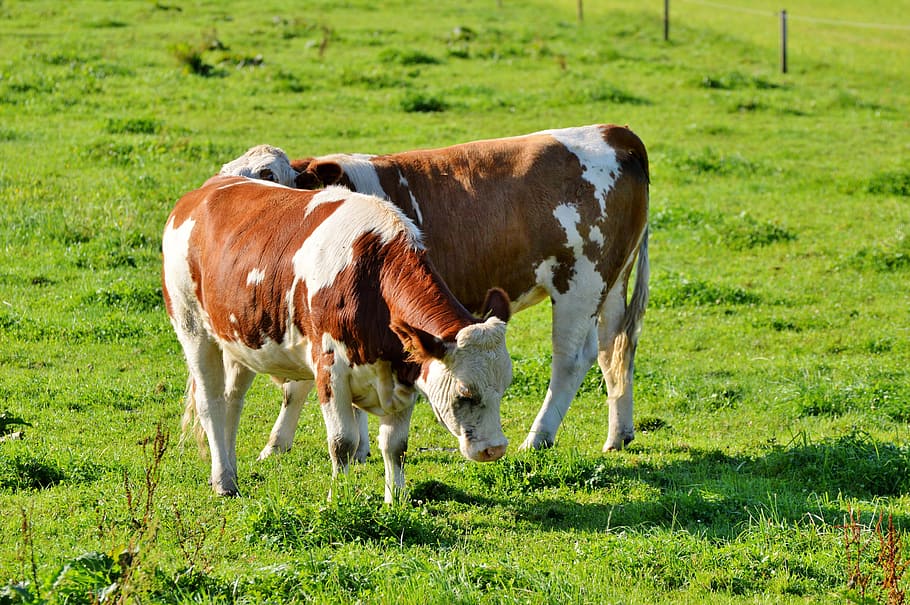 cow, beef, ruminant, cattle, livestock, paarhufer, pasture HD wallpaper