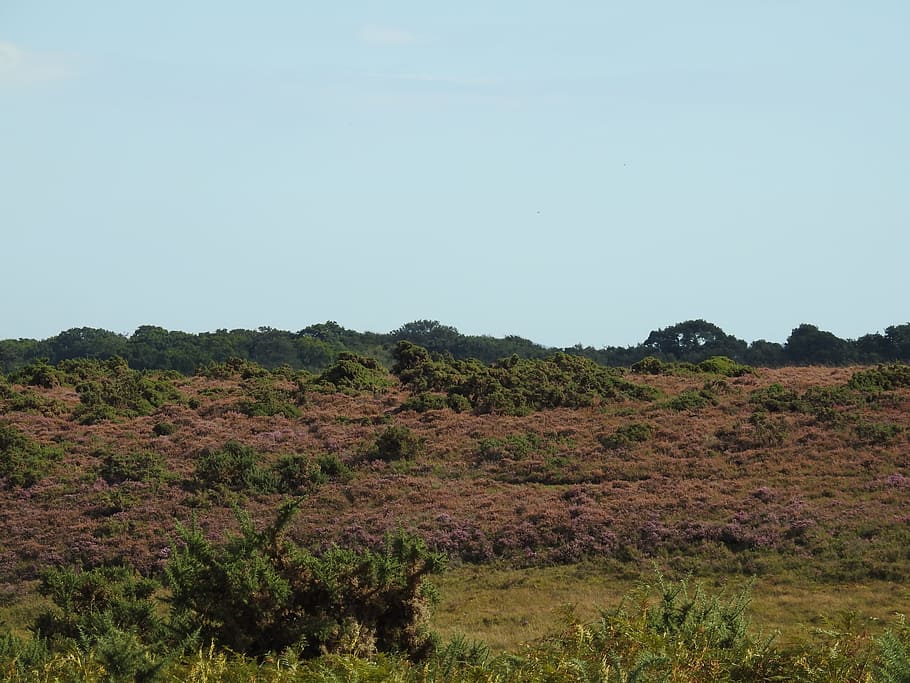 heather, new forest, nature, landscape, meadow, wild, summer HD wallpaper