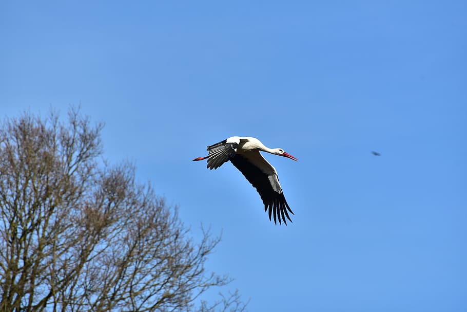 stork, sky, fly, black white, bill, rattle stork, white stork HD wallpaper