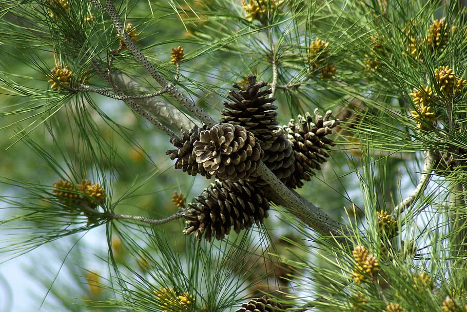 pine, pine apple, trees, plant, pine cone, animals in the wild HD wallpaper