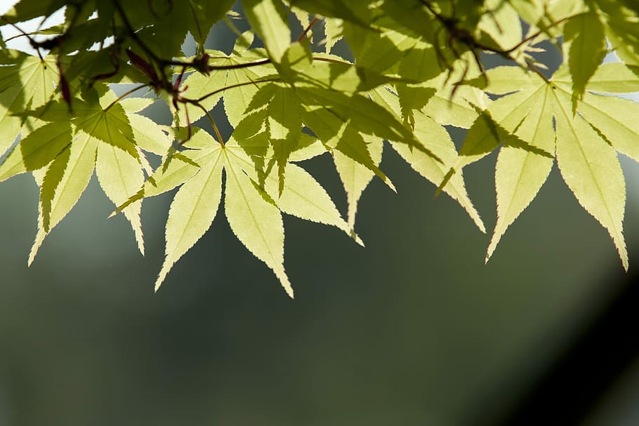 green leafed tree, Nature, Wood, Backlight, Forest, the leaves HD wallpaper