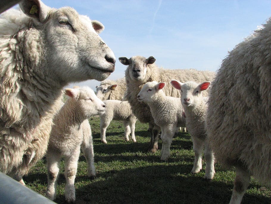 farm, animals, wool, sheep, mammal, animal themes, group of animals HD wallpaper