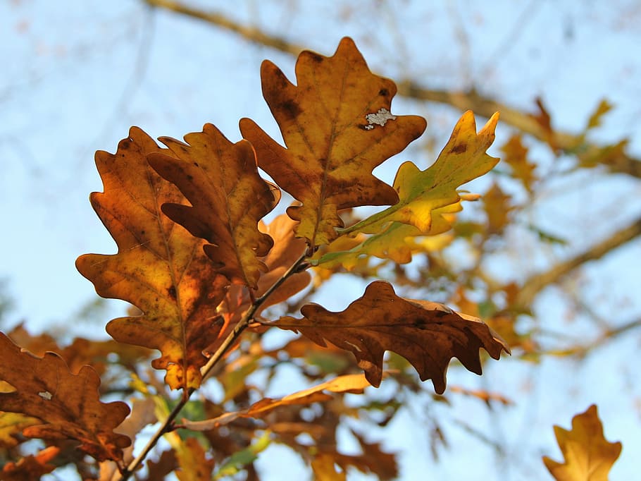 autumn, leaves, sky, plant part, change, leaf, focus on foreground HD wallpaper