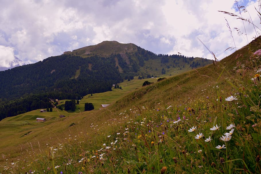 prato, flowers, mountain, green, nature, sky, clouds, plant HD wallpaper